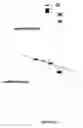 Fig. 08 - Electrophoretic Separation of Analytes by Molecular Mass
