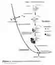Fig. 02 - Compounds that inhibit HIV particle formation