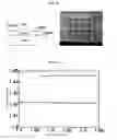 Fig. 09 - Waveguide-type broadband optical isolator
