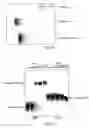 Fig. 09 - Structure of the hepatitis C NS5A protein