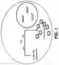 Fig. 02 - In vivo optical imaging