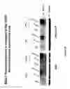 Fig. 07 - COMPOSITIONS AND METHODS INVOLVING GENE THERAPY AND PROTEASOME MODULATION