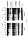 Fig. 16 - COMPOSITIONS AND METHODS INVOLVING GENE THERAPY AND PROTEASOME MODULATION