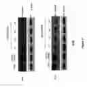 Fig. 28 - COMPOSITIONS AND METHODS INVOLVING GENE THERAPY AND PROTEASOME MODULATION