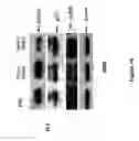 Fig. 30 - COMPOSITIONS AND METHODS INVOLVING GENE THERAPY AND PROTEASOME MODULATION