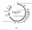 Fig. 05 - Humanised Baculovirus