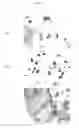 Fig. 05 - Method of three-dimensionally culturing chondrocytes