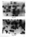 Fig. 07 - Methods of controlling proliferation and differentiation of stem and progenitor cells