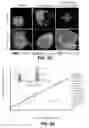 Fig. 09 - SERVICE FOR EFFECTING LOCALIZED, NON-SYSTEMIC AND SYSTEMIC, IMMUNOGENIC TREATMENT OF CANCER USING ERP57 TRANSLOCATION