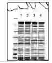 Fig. 01 - Fusion proteins