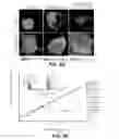 Fig. 09 - PHARMACEUTICAL COMPOUND FOR BLOCKING THE CRT OR ERP57 TRANSLOCATION