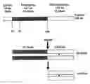Fig. 01 - Method for modulating appetite