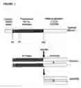 Fig. 02 - Method for modulating appetite