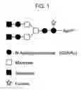 Fig. 02 - Effector function enhanced recombinant antibody composition