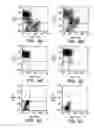Fig. 07 - Prospective identification and characterization of breast cancer stem cells
