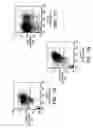 Fig. 08 - Prospective identification and characterization of breast cancer stem cells