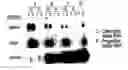 Fig. 01 - Polynucleotides and polypeptide sequences involved in the process of bone remodeling
