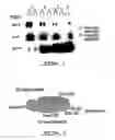 Fig. 02 - Polynucleotides and polypeptide sequences involved in the process of bone remodeling