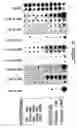 Fig. 03 - Polynucleotides and polypeptide sequences involved in the process of bone remodeling