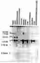 Fig. 01 - B7-Like Molecules and Uses Thereof