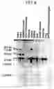 Fig. 34 - B7-Like Molecules and Uses Thereof
