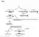 Fig. 04 - Methods and compositions for processes of rapid selection and production of nucleic acid aptamers