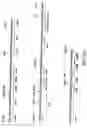 Fig. 09 - Everninomicin biosynthetic genes