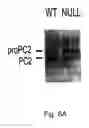 Fig. 09 - 7B2 Knockout transgenic animals as models of endocrine disease