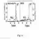 Fig. 13 - 7B2 Knockout transgenic animals as models of endocrine disease