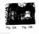 Fig. 17 - 7B2 Knockout transgenic animals as models of endocrine disease