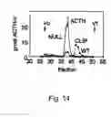 Fig. 19 - 7B2 Knockout transgenic animals as models of endocrine disease