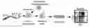 Fig. 01 - Pre-miRNA loop-modulated target regulation