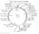 Fig. 01 - Stabilized bioactive peptides and methods of identification, synthesis, and use