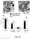 Fig. 08 - AChE antisense oligonucleotide as an anti-inflammatory agent
