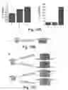 Fig. 17 - AChE antisense oligonucleotide as an anti-inflammatory agent