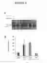 Fig. 07 - Alpha-Ketoglutarates and Their Use as Therapeutic Agents