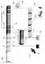 Fig. 05 - Media stream splicer