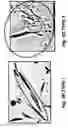 Fig. 06 - Methods and compositions for optimized expansion and implantation of mesenchymal stem cells