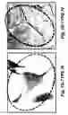Fig. 07 - Methods and compositions for optimized expansion and implantation of mesenchymal stem cells