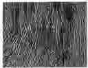 Fig. 01 - Muscle derived cells for the treatment of cardiac pathologies and methods of making and using the same