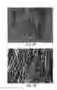Fig. 09 - Muscle derived cells for the treatment of cardiac pathologies and methods of making and using the same