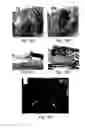 Fig. 20 - Muscle derived cells for the treatment of cardiac pathologies and methods of making and using the same