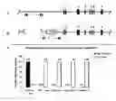Fig. 01 - Embryonic Stem Cell Derivatives, and Methods of Making and Using the Same