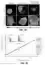 Fig. 09 - PHARMACEUTICAL COMPOUND FOR EFFECTING LOCALIZED, NON-SYSTEMIC AND SYSTEMIC, IMMUNOGENIC TREATMENT OF CANCER USING CRT OR ERP57 TRANSLOCATION