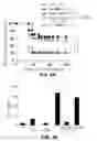Fig. 20 - PHARMACEUTICAL COMPOUND FOR EFFECTING LOCALIZED, NON-SYSTEMIC AND SYSTEMIC, IMMUNOGENIC TREATMENT OF CANCER USING CRT OR ERP57 TRANSLOCATION