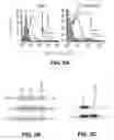 Fig. 23 - PHARMACEUTICAL COMPOUND FOR EFFECTING LOCALIZED, NON-SYSTEMIC AND SYSTEMIC, IMMUNOGENIC TREATMENT OF CANCER USING CRT OR ERP57 TRANSLOCATION