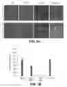 Fig. 30 - PHARMACEUTICAL COMPOUND FOR EFFECTING LOCALIZED, NON-SYSTEMIC AND SYSTEMIC, IMMUNOGENIC TREATMENT OF CANCER USING CRT OR ERP57 TRANSLOCATION