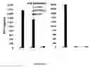 Fig. 03 - Peptides of a melanoma antigen and their use in diagnostic, prophylactic, and therapeutic methods