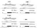 Fig. 01 - Genetically engineered swine influenza virus and uses thereof