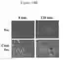 Fig. 23 - Steroid lipid-modified polyurethane as an implantable biomaterial, the preparation and uses thereof